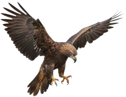 a bird flying in the air with its wings spread.jpg